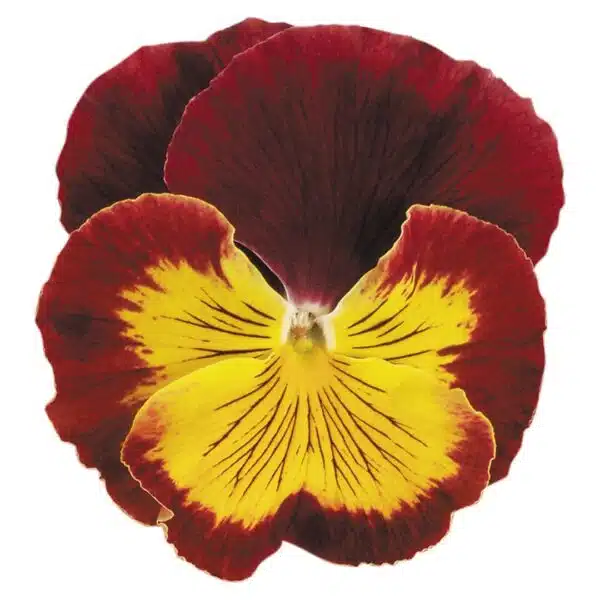 Viola wittrockiana F₁ Cats® Red & Gold - Afbeelding 3