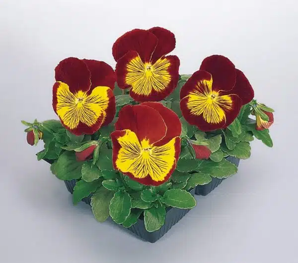 Viola wittrockiana F₁ Cats® Red & Gold - Afbeelding 2