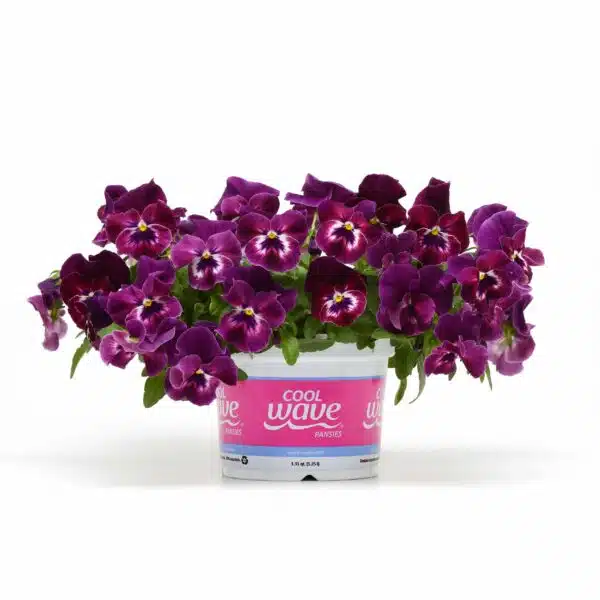 Viola wittrockiana F₁ Cool Wave® Raspberry - Afbeelding 3