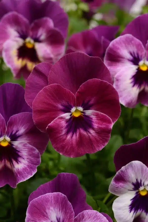 Viola wittrockiana F₁ Cool Wave® Raspberry - Afbeelding 5