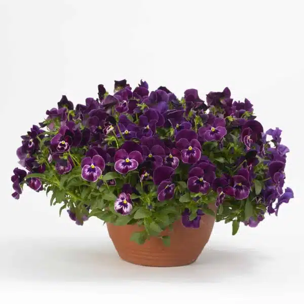 Viola wittrockiana F₁ Cool Wave® Raspberry - Afbeelding 2