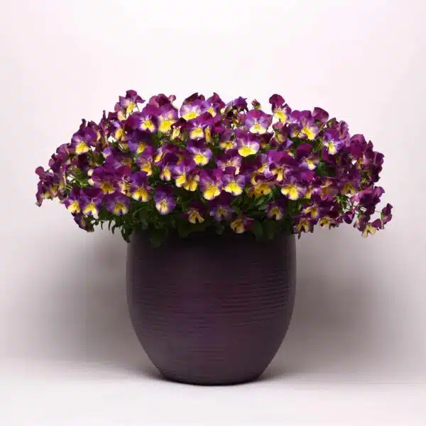 Viola wittrockiana F₁ Cool Wave® Hallonvirvel - Bild 4