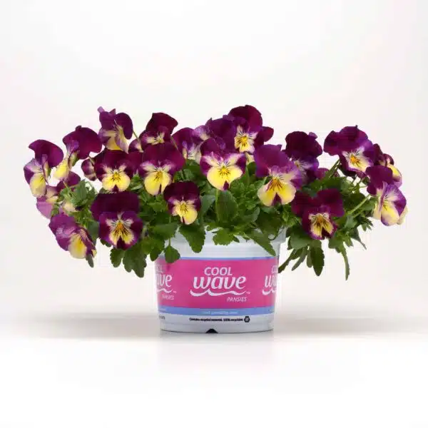 Viola wittrockiana F₁ Cool Wave® Hallonvirvel - Bild 2