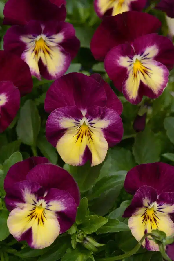 Viola wittrockiana F₁ Cool Wave® Hallonvirvel - Bild 3