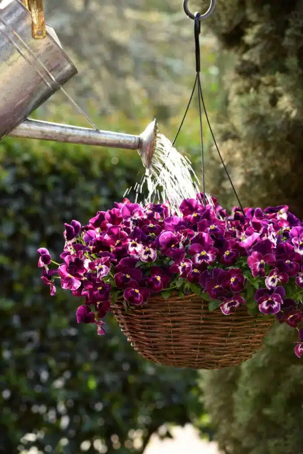 Viola wittrockiana F₁ Cool Wave® Raspberry - Afbeelding 4