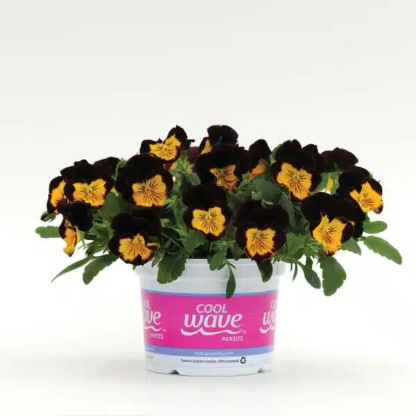 Viola wittrockiana F₁ Cool Wave® Red Wing - Afbeelding 2