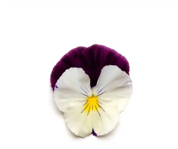 Viola wittrockiana F₁ Cool Wave® Violet Wing - Imagen 5