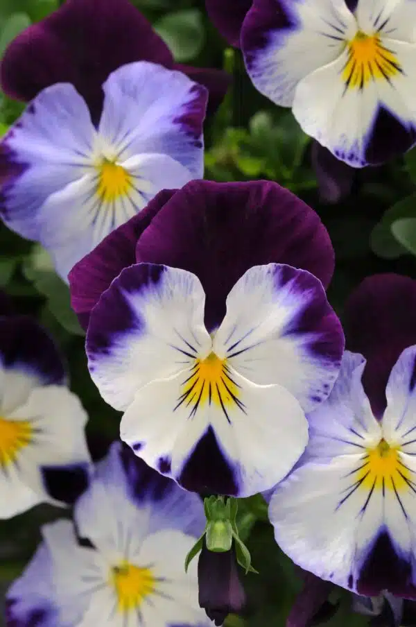Viola wittrockiana F₁ Cool Wave® Violet Wing - Imagen 3
