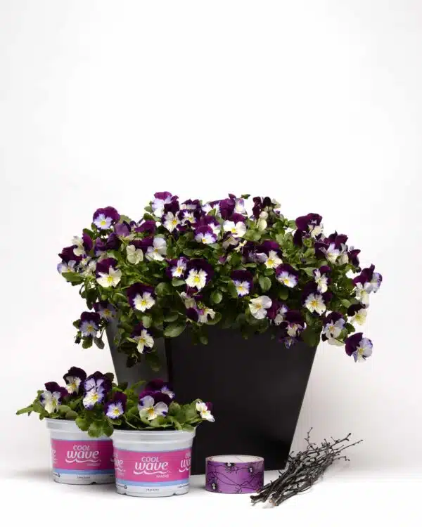 Viola wittrockiana F₁ Cool Wave® Violet Wing - Imagen 4