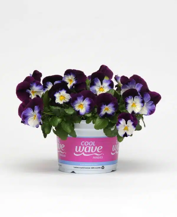 Viola wittrockiana F₁ Cool Wave® Violet Wing - Imagen 2