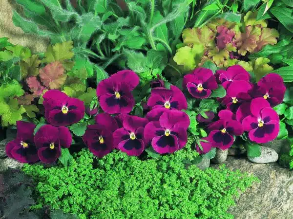 Viola wittrockiana F₁ Inspire® Carmine Blotch - Afbeelding 4