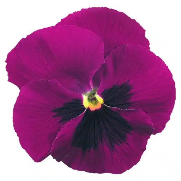 Viola wittrockiana F₁ Inspire® Carmine Blotch - Afbeelding 3