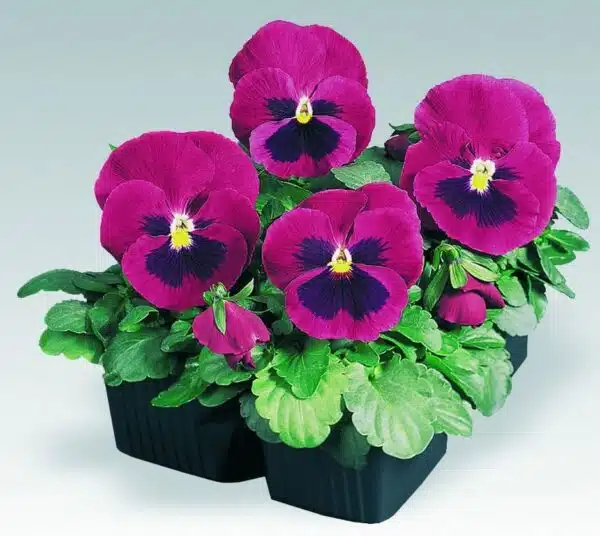 Viola wittrockiana F₁ Inspire® Carmine Blotch - Afbeelding 2