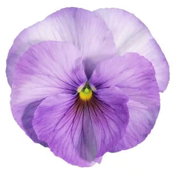 Viola wittrockiana F₁ Inspire® Lilac Shades - Afbeelding 2