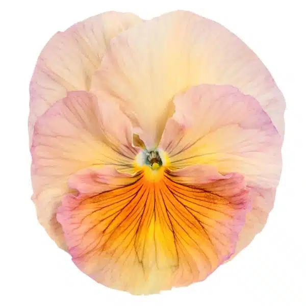 Viola wittrockiana F₁ Inspire® Persikofärgade nyanser - Bild 2