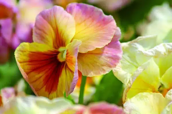 Viola wittrockiana F₁ Inspire® Persikofärgade nyanser - Bild 3