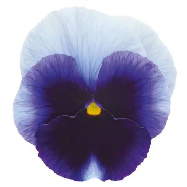 Viola wittrockiana F₁ Inspire® Plus Beaconsfield - Afbeelding 3
