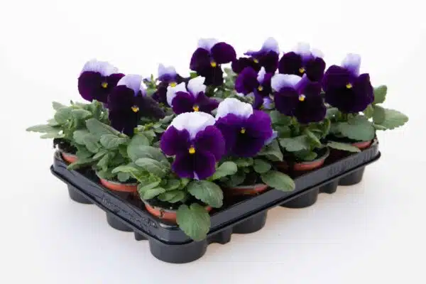 Viola wittrockiana F₁ Inspire® Plus Beaconsfield - Afbeelding 2