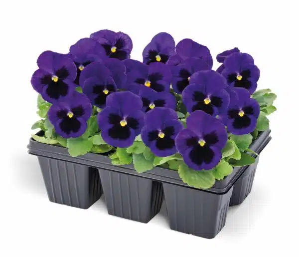 Viola wittrockiana F₁ Inspire® Plus Tache bleue - Image 2