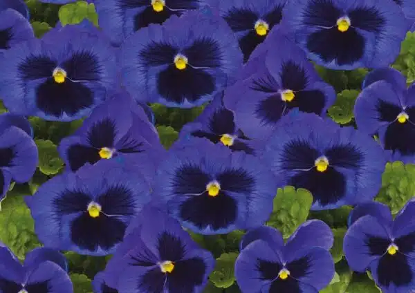 Viola wittrockiana F₁ Inspire® Plus Tache bleue - Image 5