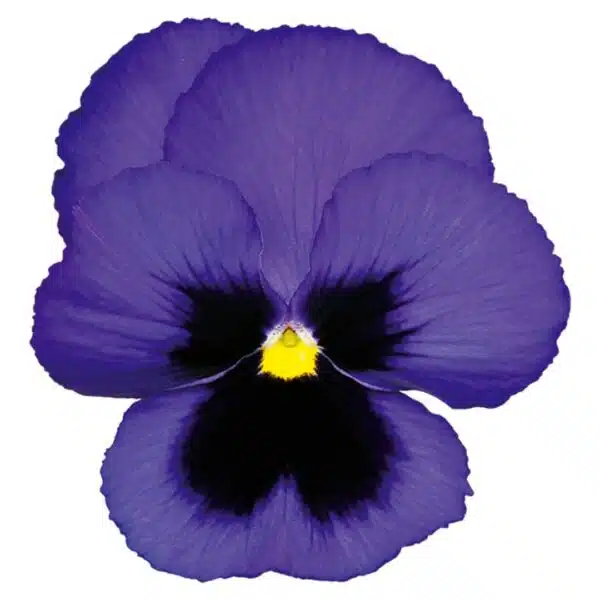 Viola wittrockiana F₁ Inspire® Plus Tache bleue - Image 3