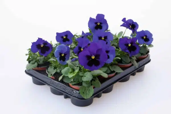Viola wittrockiana F₁ Inspire® Plus Tache bleue - Image 4