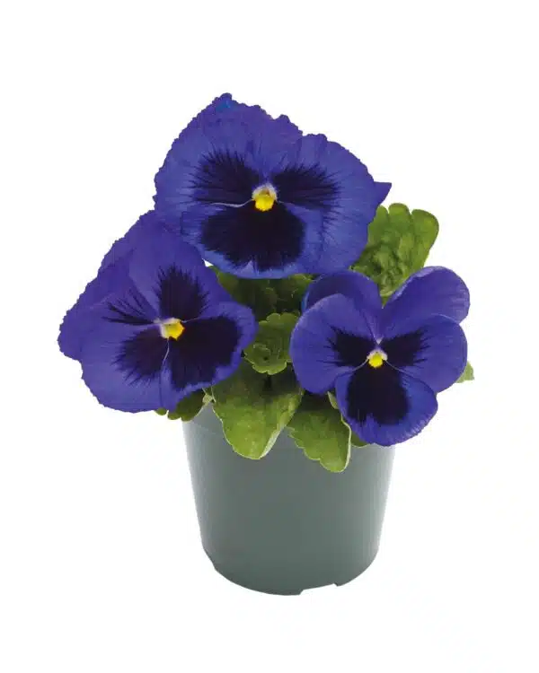 Viola wittrockiana F₁ Inspire® Plus Tache bleue