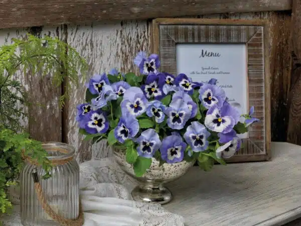 Viola wittrockiana F₁ Inspire® Plus Marina - Afbeelding 4