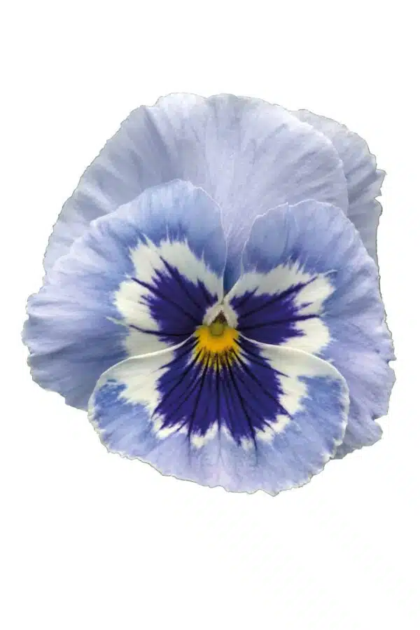 Viola wittrockiana F₁ Inspire® Plus Marina - Afbeelding 3