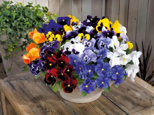 Viola wittrockiana F₁ Inspire® Plus Maxi mixture - Afbeelding 2