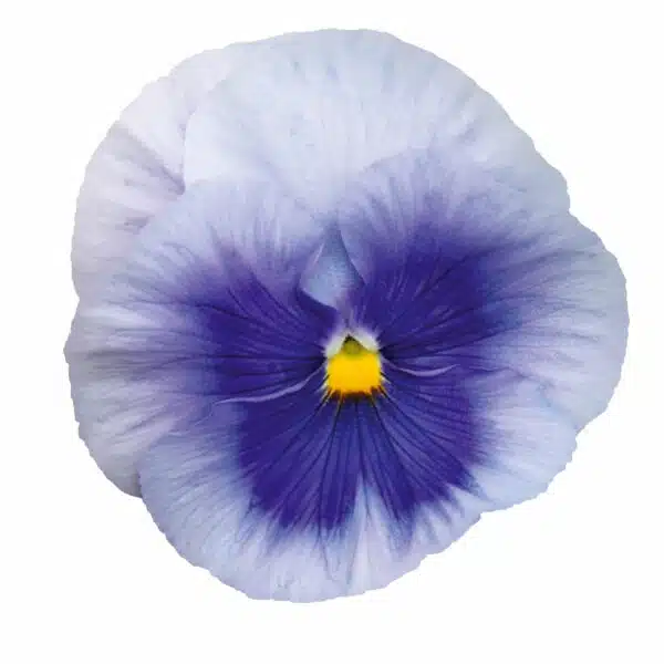 Viola wittrockiana F₁ Inspire® Plus Metallic Blue Blotch - Afbeelding 3