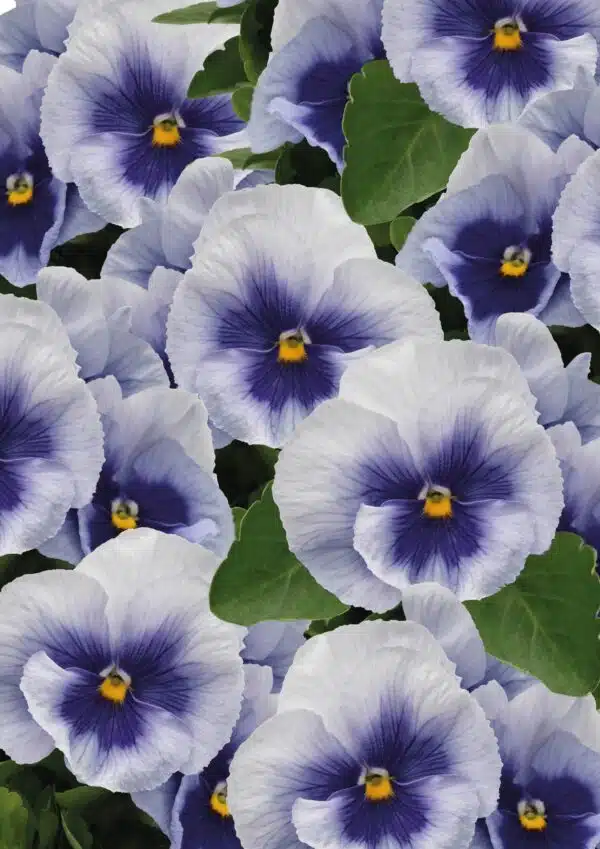 Viola wittrockiana F₁ Inspire® Plus Metallic Blue Blotch - Afbeelding 2