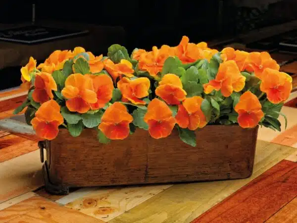 Viola wittrockiana F₁ Inspire® Plus Orange - Image 4
