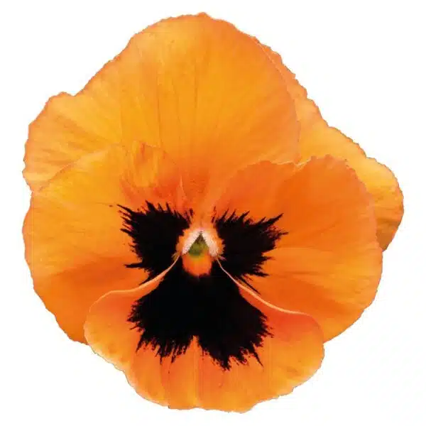 Viola wittrockiana F₁ Inspire® Plus Orange Blotch - Afbeelding 3