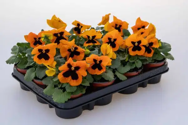 Viola wittrockiana F₁ Inspire® Plus Orange Blotch - Afbeelding 2