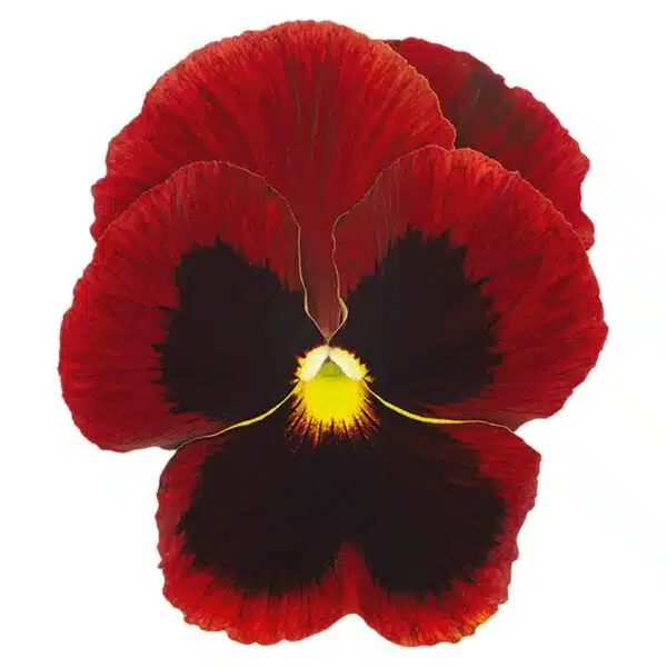 Viola wittrockiana F₁ Inspire® Plus Red Blotch - Afbeelding 3