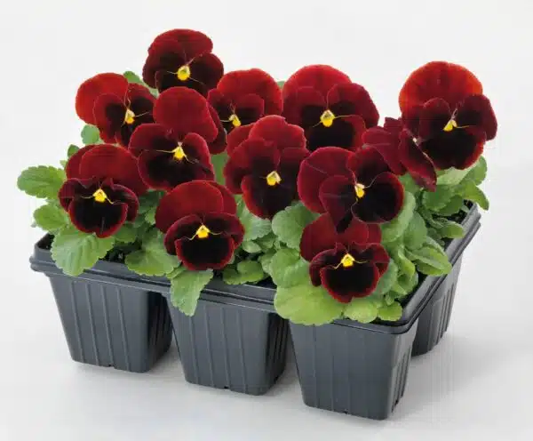 Viola wittrockiana F₁ Inspire® Plus Red Blotch - Afbeelding 2