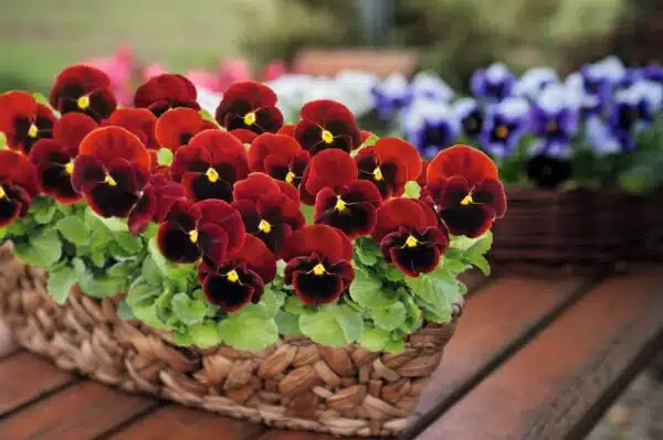Viola wittrockiana F₁ Inspire® Plus Red Blotch - Afbeelding 4