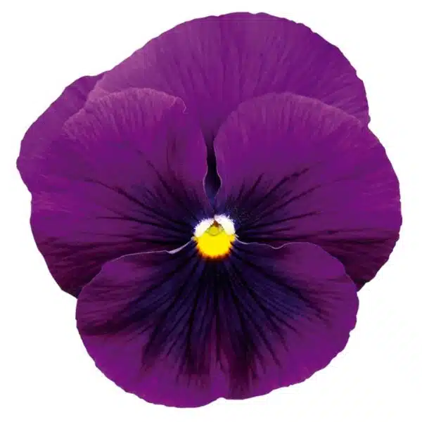 Viola wittrockiana F₁ Inspire® Plus Violet - Afbeelding 2