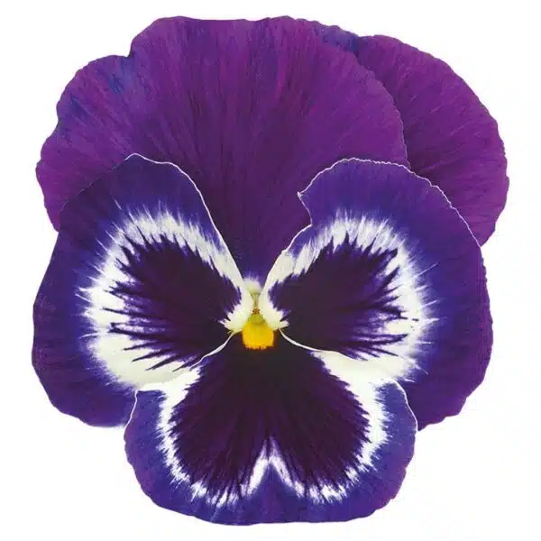 Viola wittrockiana F₁ Inspire® Plus Violet Face - Afbeelding 3