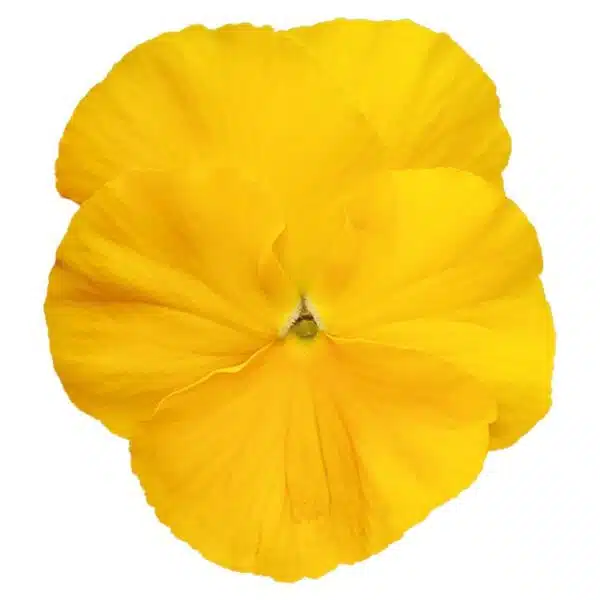 Viola wittrockiana F₁ Inspire® Plus Yellow - Immagine 3