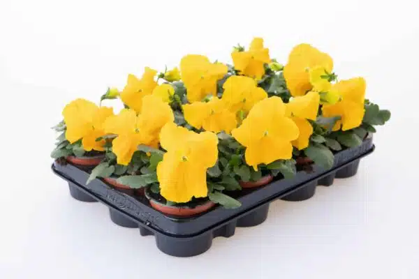 Viola wittrockiana F₁ Inspire® Plus Yellow - Immagine 2