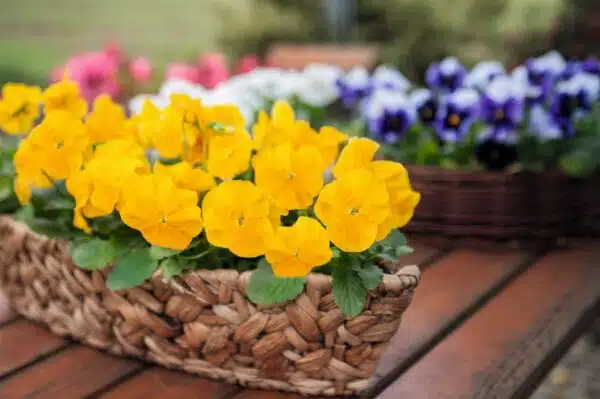 Viola wittrockiana F₁ Inspire® Plus Yellow - Immagine 5