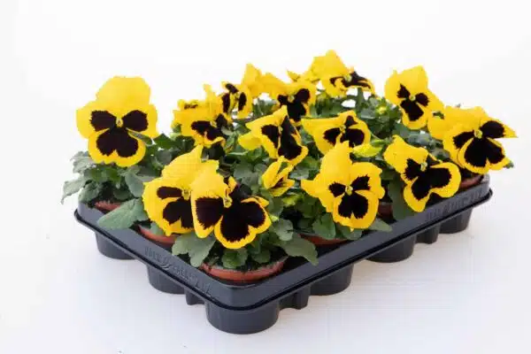 Viola wittrockiana F₁ Inspire® Plus Mancha Amarilla - Imagen 2