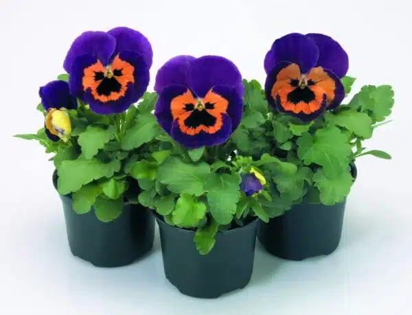 Viola wittrockiana F₁ Inspire® Purple & Orange - Afbeelding 2