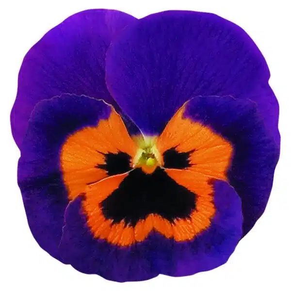 Viola wittrockiana F₁ Inspire® Purple & Orange - Afbeelding 3