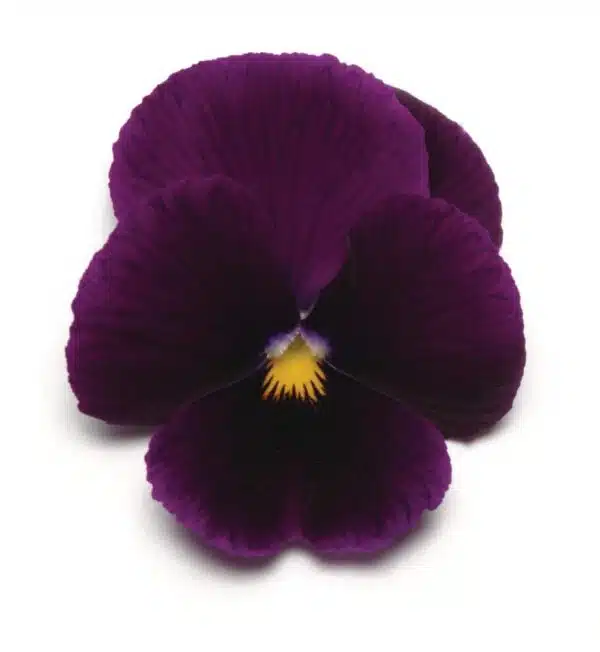 Viola wittrockiana F₁ Panola® XP Violeta