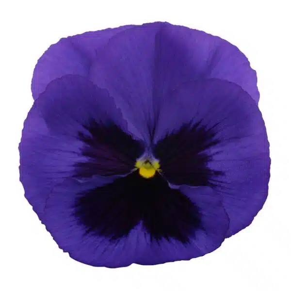 Viola wittrockiana F₁ Premier Dark Blue with Eye