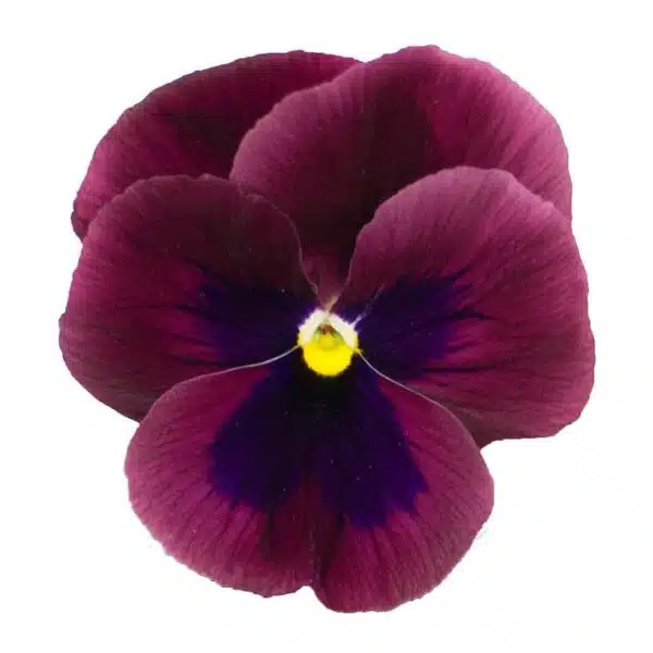 Viola wittrockiana F₁ Premier Dark Rose with Eye