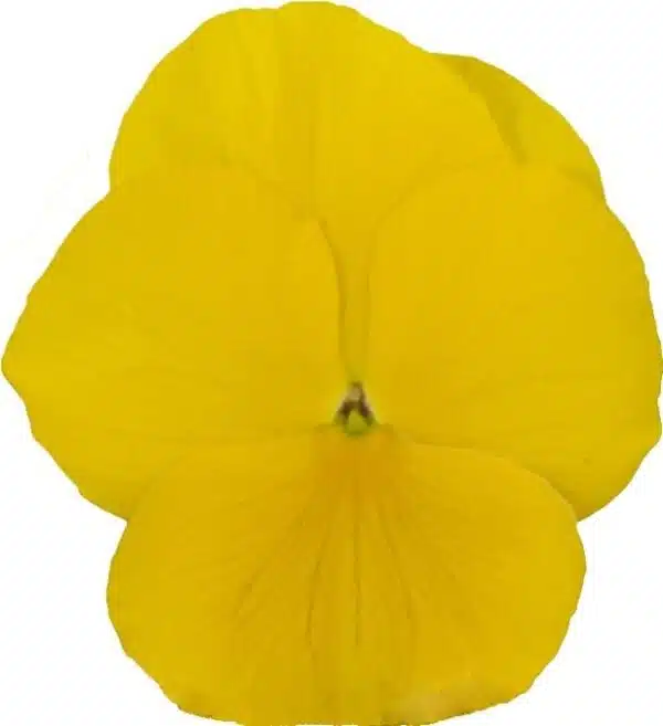 Viola wittrockiana F₁ Premier Golden Yellow